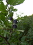 Prunus spinosa (Rinde), Schwarzdorn, Schlehe, Färbepflanze, Färberpflanze, Pflanzenfarben,  färben, Klostergarten Seligenstadt